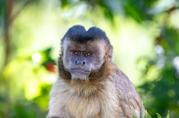 Male nail monkey isolated in closeup with blurred background.