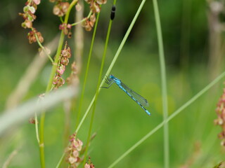 Blue damselfy