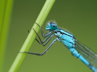 Blue damselfy