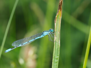 Blue damselfy