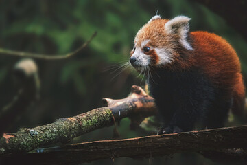 red panda in tree