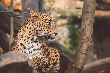 close up of  ceylon leopard
