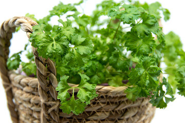 Parsley herb growing in a flower pot, organic food concept. Fresh Parsley isolated on white background. 