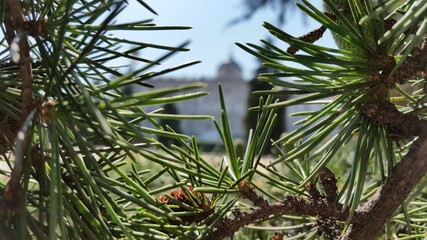 Obraz premium pine tree branches with cones