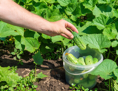The farmer collects ripe cucumbers in the garden. Harvesting concept. Close-up of the hand of an agronomist during work.