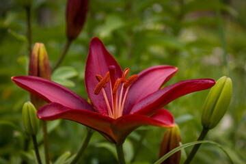 Burgundy lily flower on a blurred background of garden greenery.