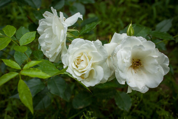 White roses with raindrops on a background of green leaves.