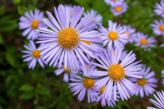 Lilac daisies with yellow centers on a background of green leaves.
