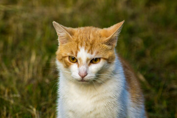 ginger cat with a white mouth on a background of green nature