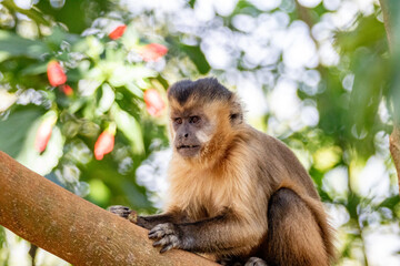 capuchin monkey sitting on tree branch looking to the side in closeup with blurred background.
