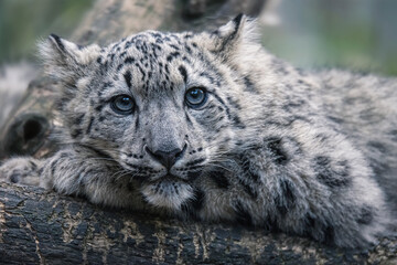 portrait of a snow leopard
