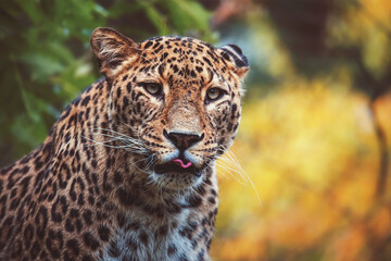 portrait of a persian leopard