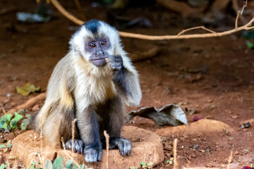 Nail monkey puppy sitting on a rock feeding and looking ahead in selective focus.