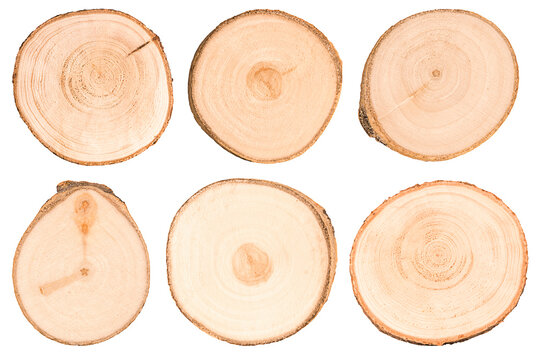 Set of cut tree trunks isolated on white background