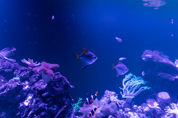 Fototapeta na wymiar marine tropical fish in the blue water of corral reefs