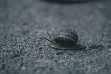 Snail sitting on an earth