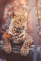 ceylon leopard in the tree