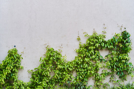 The Green Creeper Plant on a wall. Background © Dima Anikin