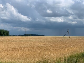 View of a bright yellow field with blue sky and clouds.