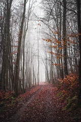 Laubwald im Herbst bei Nebel