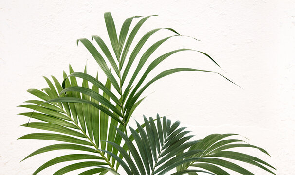 Fresh green tropical palm fronds or leaves. Kentia palm on textured white rustic wall background