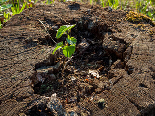 A small young green sprout of a tree plant on an old felled stump, restoration and revival of forests, tree planting, renewal of the forest area