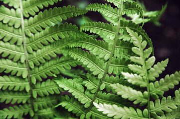 Fototapeta premium Background natural texture of fern close-up. Trendy macro nature and copy space.