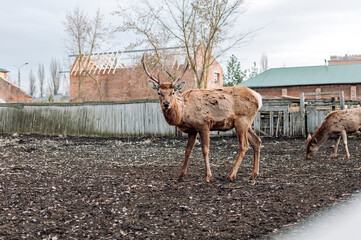 A young deer in the zoo's aviary. Wildlife in limited conditions.