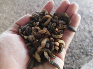 Larva de mosca soldado negro