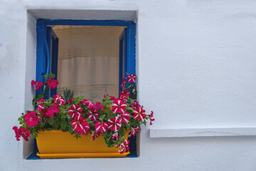 Fototapeta na wymiar Petunia flowers in a yellow pot on a blue window sill, Cyclades Greece.