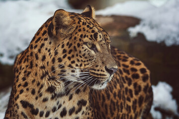 Fototapeta na wymiar ceylon leopard on snow