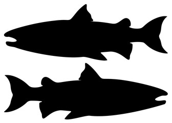 Big salmon fish. Vector image.