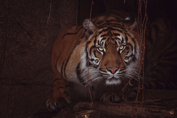 portrait of a sumatran tiger