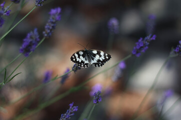 A butterfly sitting on a lavender flower surrounded by a blurry background of blooming lavender
