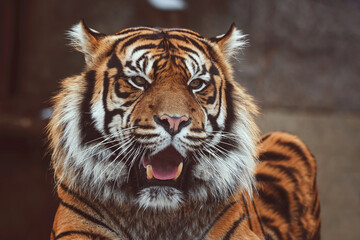 Fototapeta na wymiar Portrait of sumatran tiger