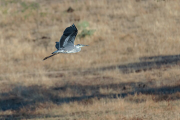 Grey Heron in its natural environment.