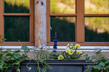 Alpine Flowers in a Balcony - Swiss Alps - Zermatt, Switzerland