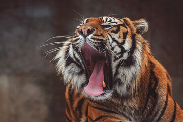 Portrait of sumatran tiger