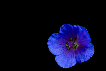 blue flower isolated on a black background