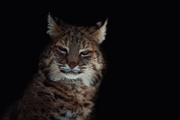 Obraz na płótnie Canvas portrait lynx vat