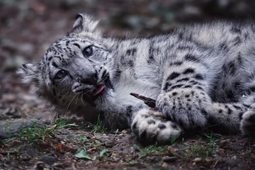 Stickers pour porte Léopard snow leopard cub