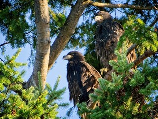 Two Juvenile Bald Eagles perched in the tree