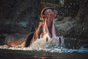 hippopotamus in water