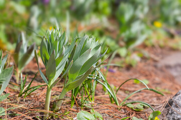 Sprout with green leaves and flower buds close-up, selective focus