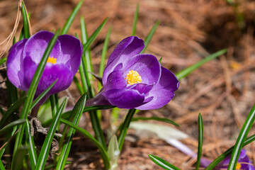 Close up of purple blooming crocuses in the park springtime. Selective focus.