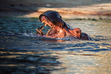 Fototapeta premium hippopotamus in water