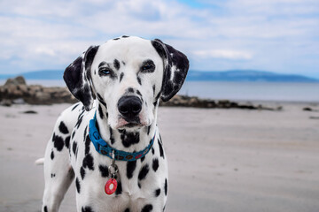 Happy Dalmatian on the beach. Outdoor. Blue eyes dog. Doughnut collar