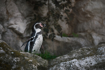 Fototapeta premium penguin on the rocks