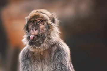 Fotobehang close up of a macaque © Sangur