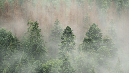 A foggy day in the German Black Forest